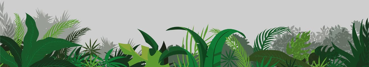 Jungle