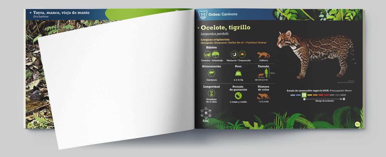 Ocelote